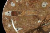 Fossil Orthoceras & Goniatite Round Plate - Stoneware #140059-1